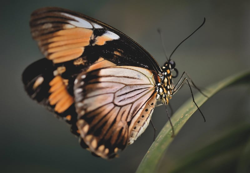 Butterfly Effect Chaos
