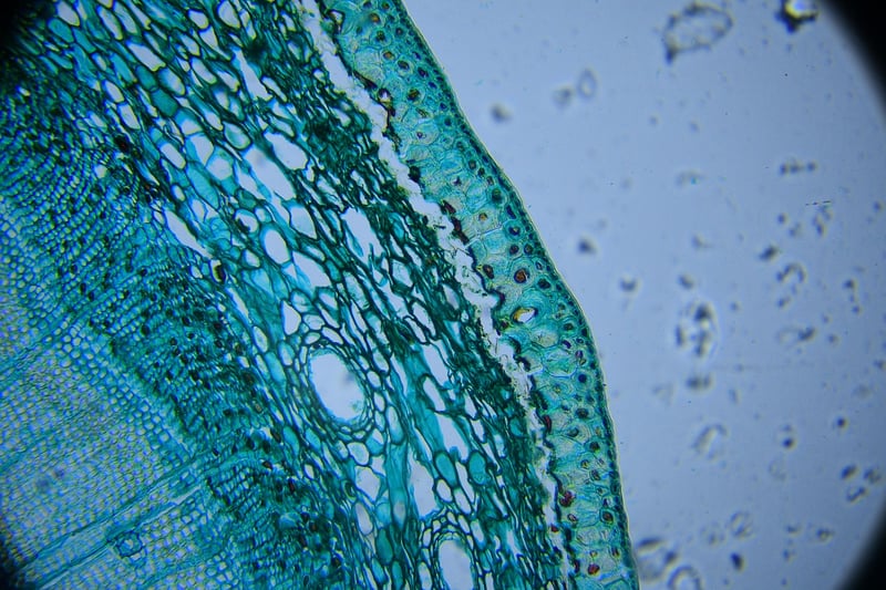 Microscope